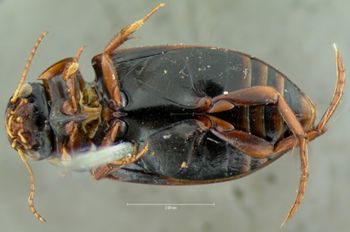 Media type: image;   Entomology 33415 Aspect: habitus ventral view